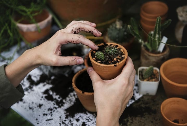Geriausios augalų priežiūros ir identifikavimo programos jūsų sodui